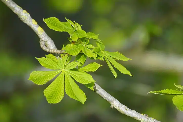 feuilles de marronnier d’Inde plantes pour la circulation sanguine