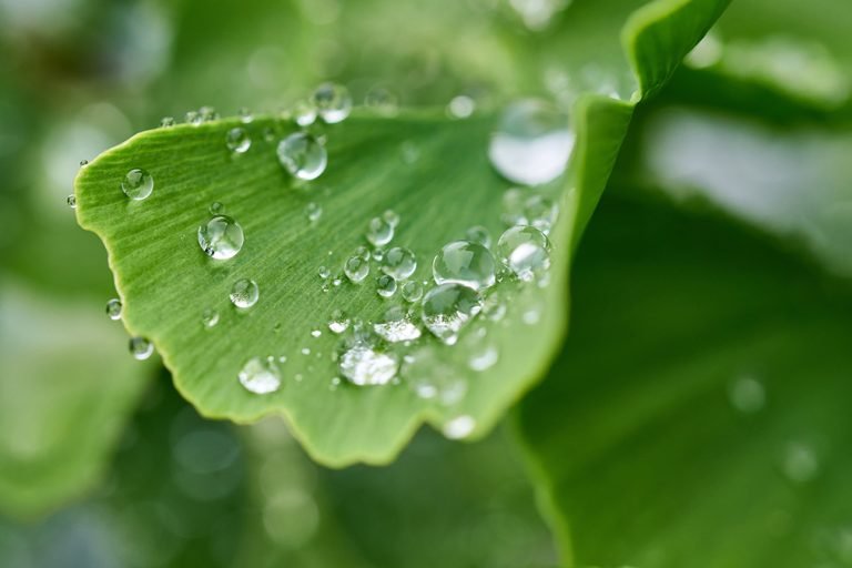 feuilles de ginkgo pour lutter contre les problèmes de circulation sanguin